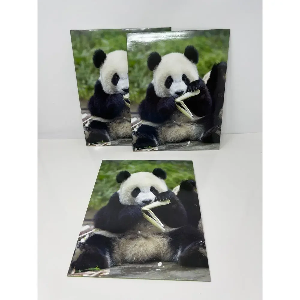 Panda Bear Presentation File Folders Set of 3 NEW